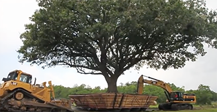 large tree moving to new location